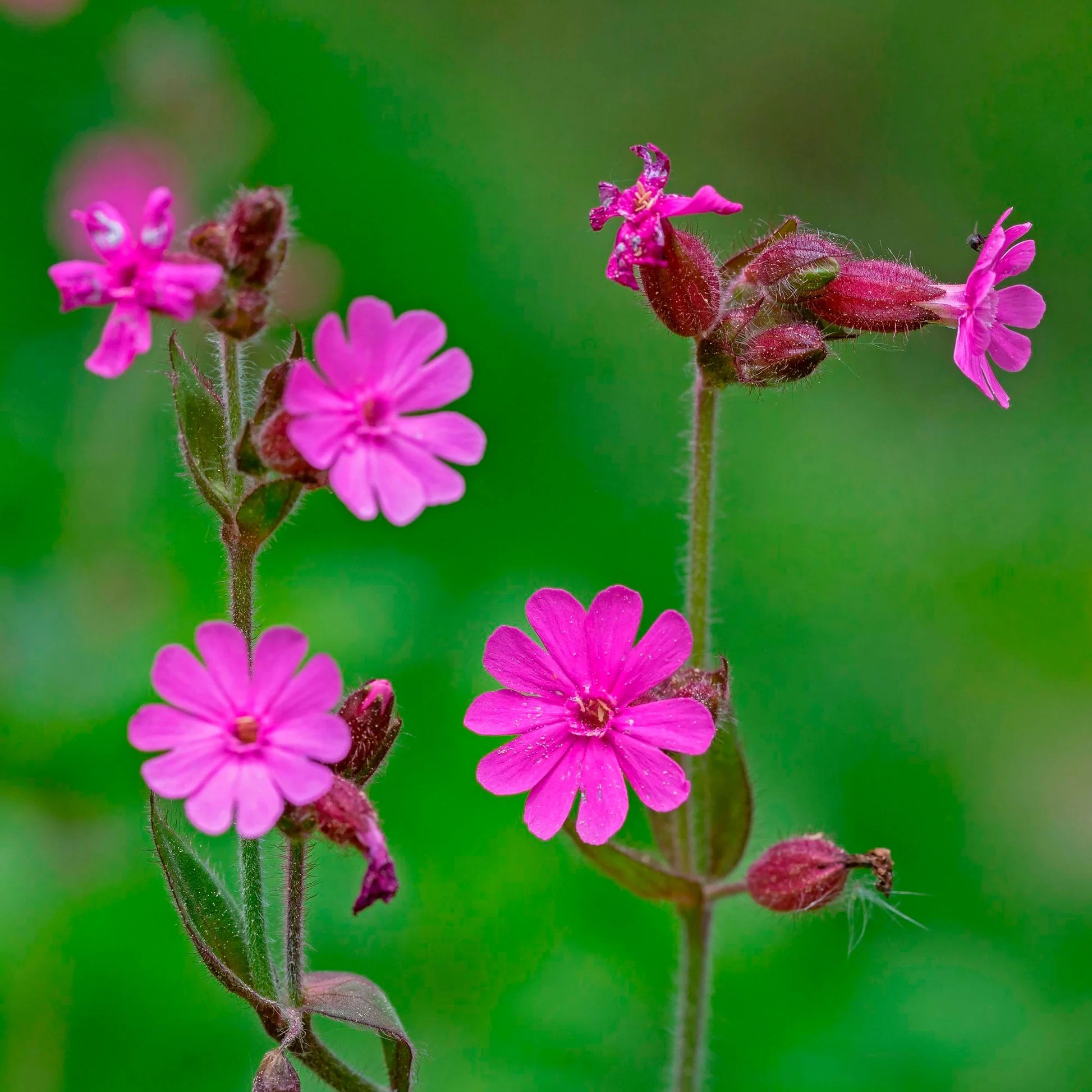 Pink Campion Flower seeds for Planting Perfect for Borders Heirloom & GMO Free Seeds for Home Garden 
 
 Sale