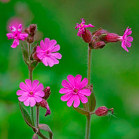 Pink Campion Flower seeds for Planting Perfect for Borders Heirloom & GMO Free Seeds for Home Garden 
 
 Sale