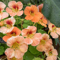 Peach Nasturtium Flower Seeds for Planting Perfect for Borders Heirloom & GMO Free Seeds for Home Garden
 
 Sale