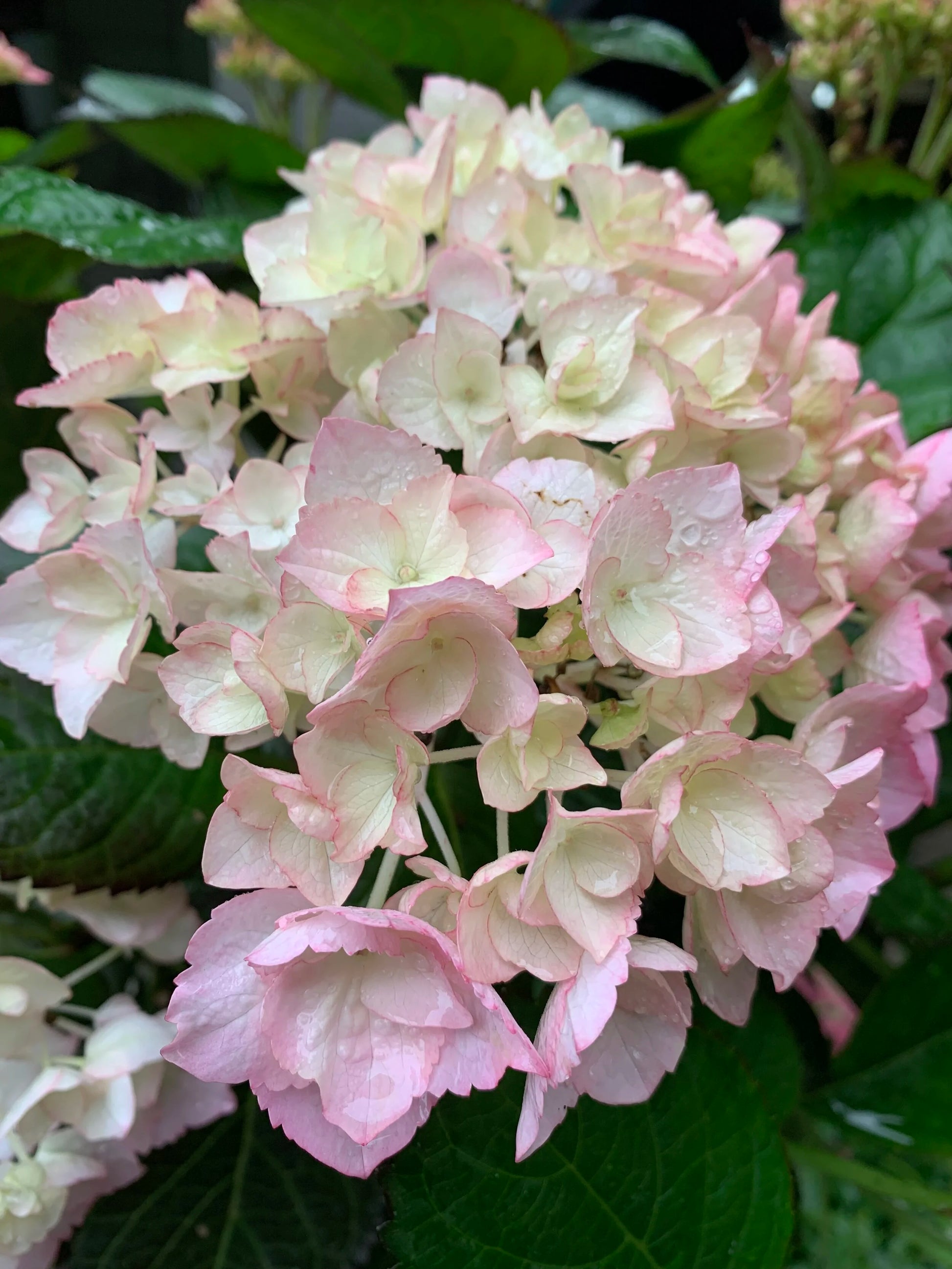 White Pink Hydrangea Flower seeds for Planting Low Maintenance Heirloom & GMO Free Seeds for Home Garden 
 
 Sale