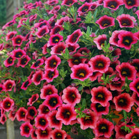 Pink Kabloom Flower seeds for Planting - Low Maintenance, Heirloom & GMO Free Seeds for Home Garden