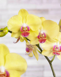 Yellow Orchid Formaldehyde Flower seeds for Planting - Low Maintenance, Heirloom & GMO Free Seeds for Home Garden