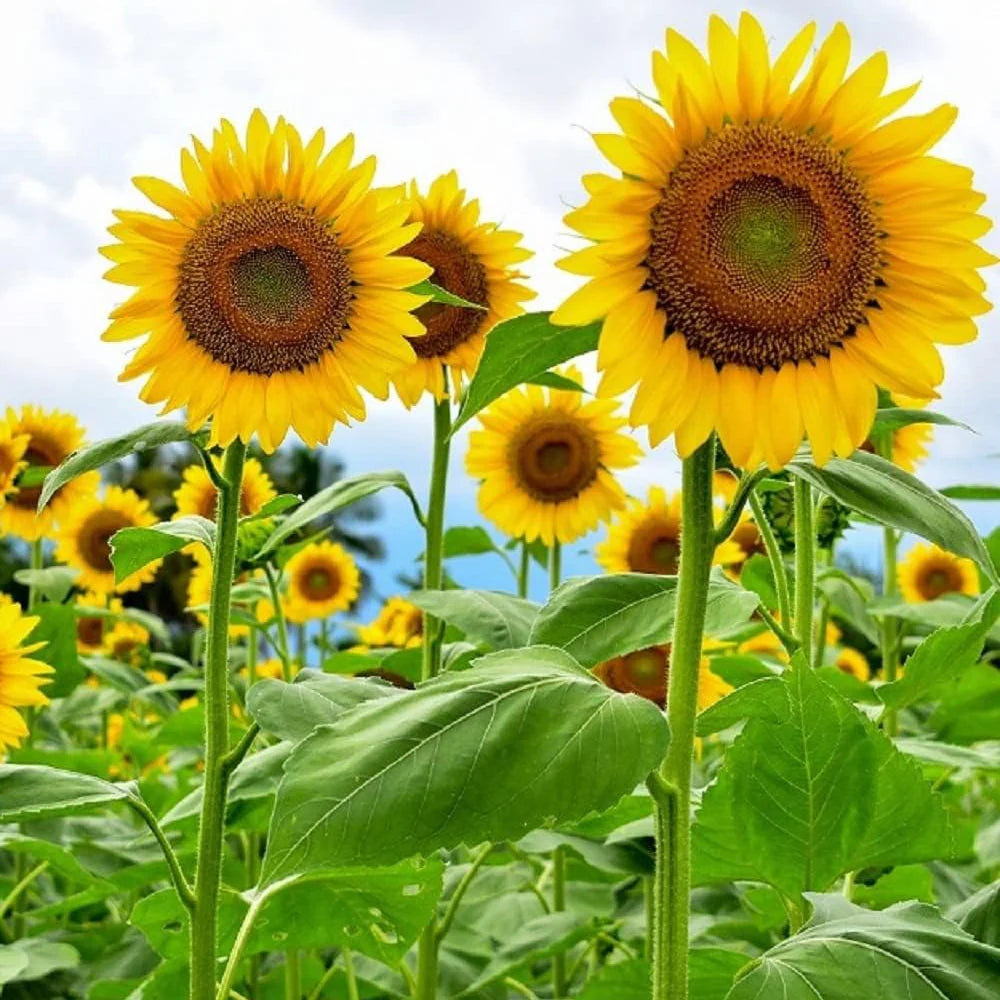 Yellow Hybrid SunFlower seeds for Planting Drought Tolerant Heirloom & GMO Free Seeds for Home Garden 
 
 Sale