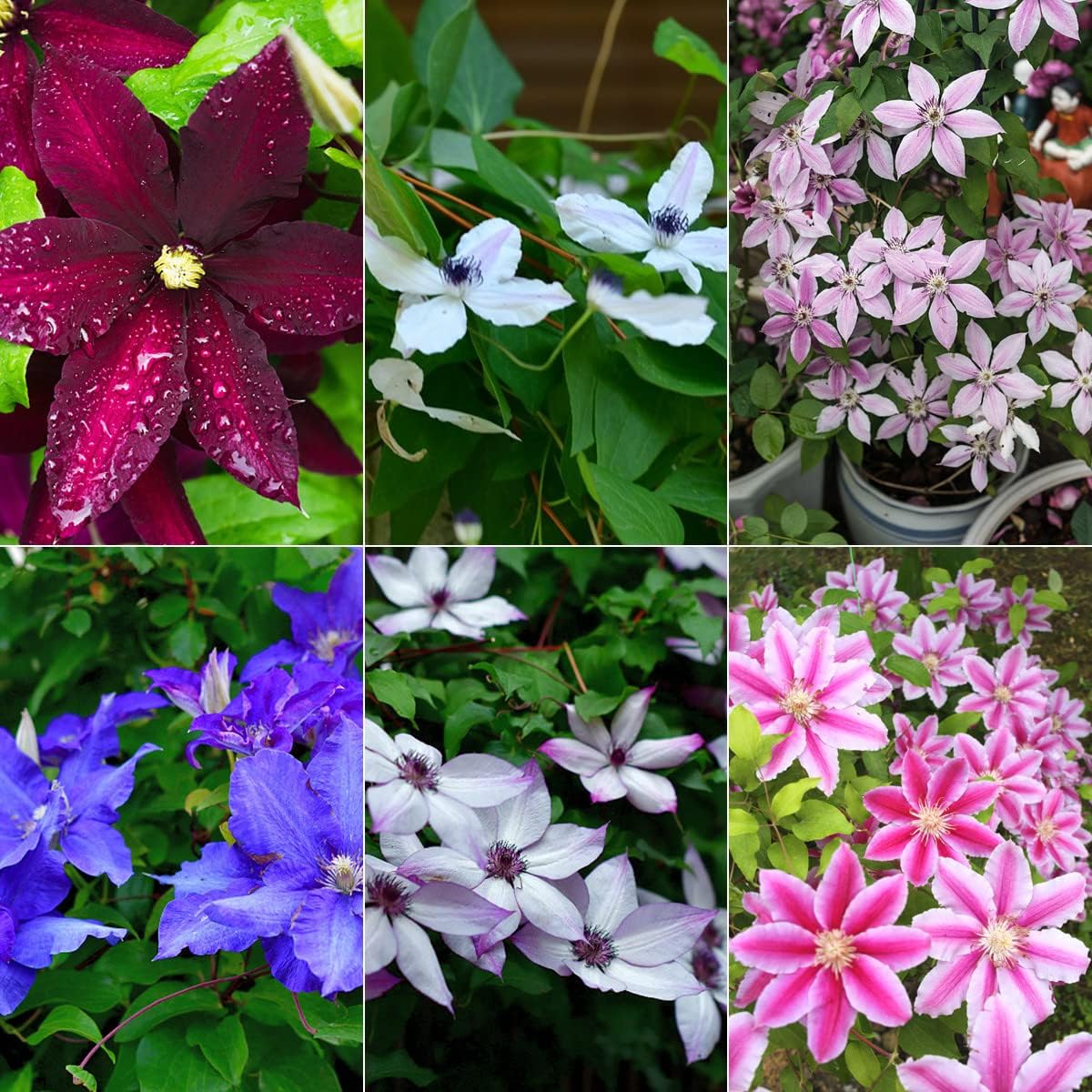 Heirloom Clematis Flower seeds for Planting Wildflower Mix Heirloom & GMO Free Seeds for Home Garden