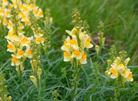 Oldfield Toadflax Flower seeds for Planting - Garden Favorite, Heirloom & GMO Free Seeds for Home Garden