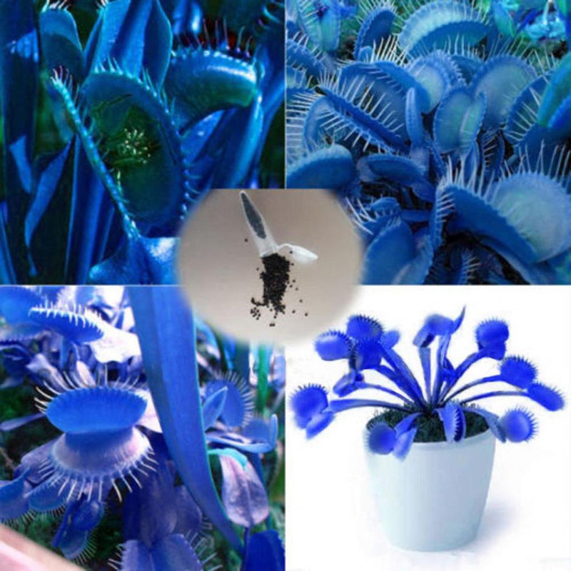Blue (Blue Venus) seeds for planting in home garden