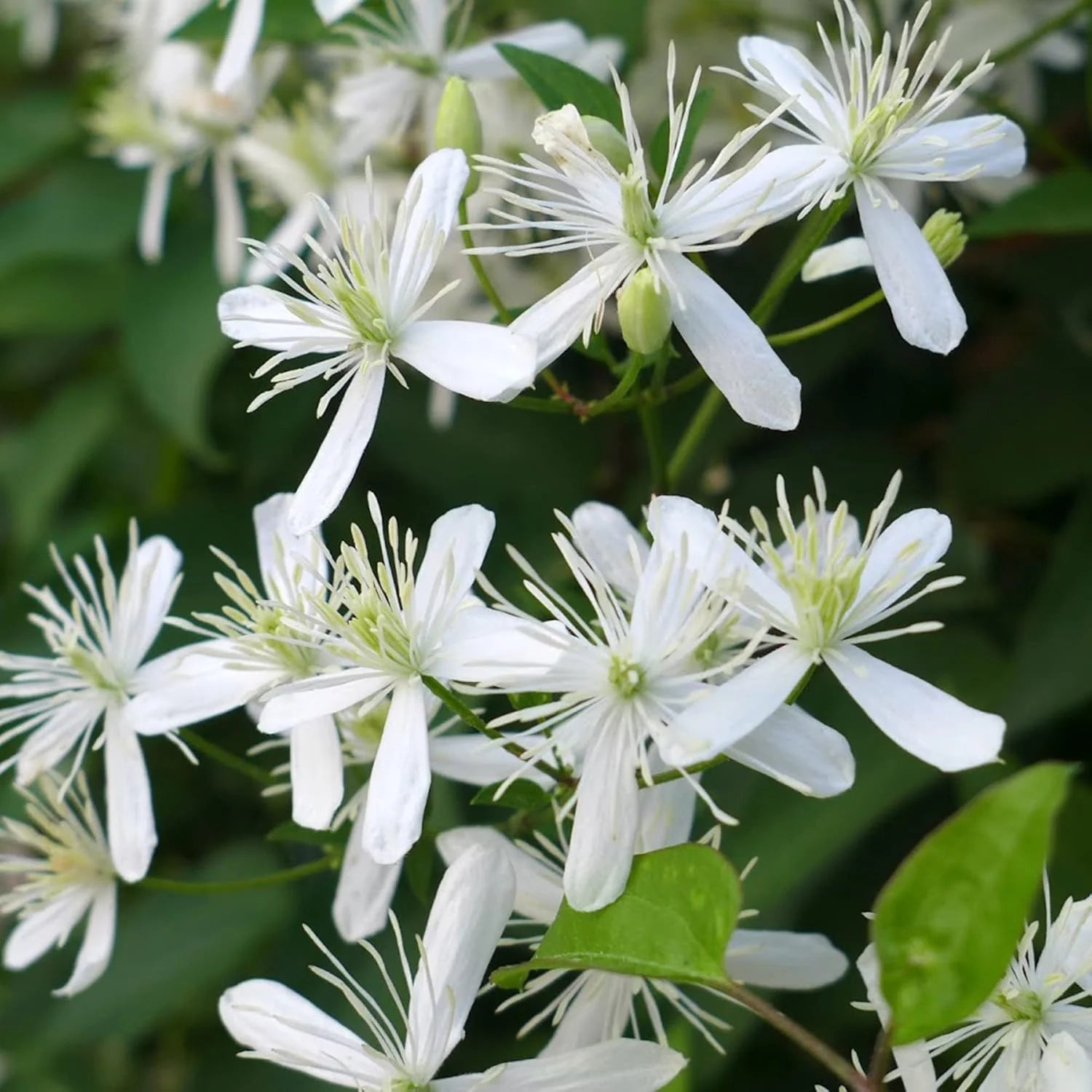 Clematis Montana Flower seeds for Planting Pollinator Friendly Heirloom & GMO Free Seeds for Home Garden