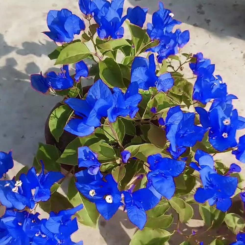 Bougainvillea Spectabilis Flower seeds for Planting - Pollinator Friendly, Heirloom & GMO Free Seeds for Home Garden