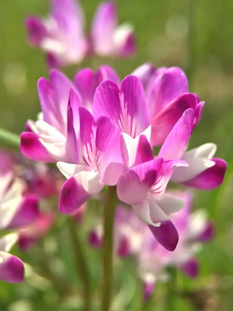 Violet Milkvetch Sinicus Flower seeds for Planting - Fragrant Blossoms, Heirloom & GMO Free Seeds for Home Garden
 
 Sale seeds for planting in home garden