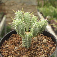 Euphorbia Spiralis Flower seeds for Planting Colorful Display Heirloom & GMO Free Seeds for Home Garden 
 
 Sale