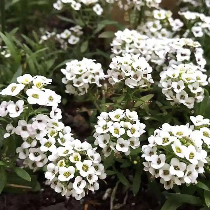 Heirloom White bonnet Flower seeds for Planting Bright Blooms Heirloom & GMO Free Seeds for Home Garden