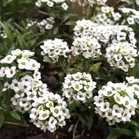Heirloom White bonnet Flower seeds for Planting Bright Blooms Heirloom & GMO Free Seeds for Home Garden