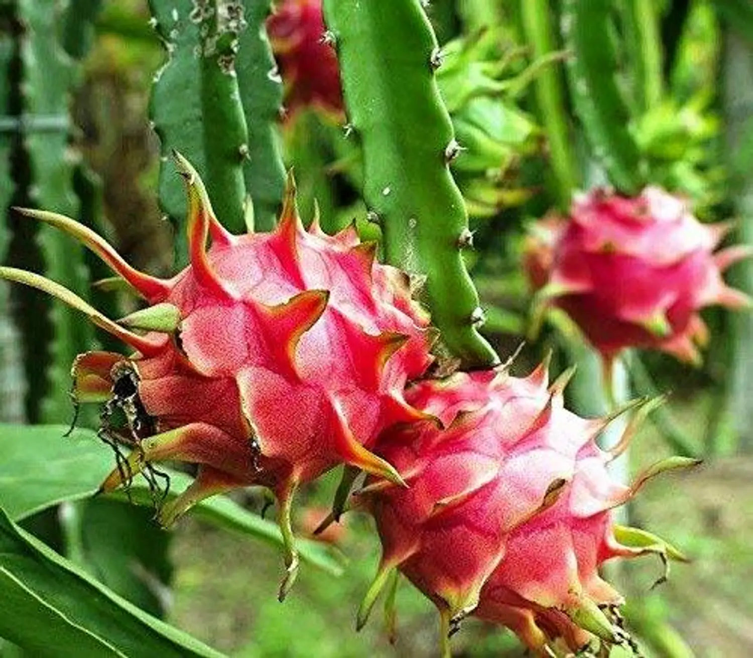 Pitaya Seeds Collection for Easy Planting