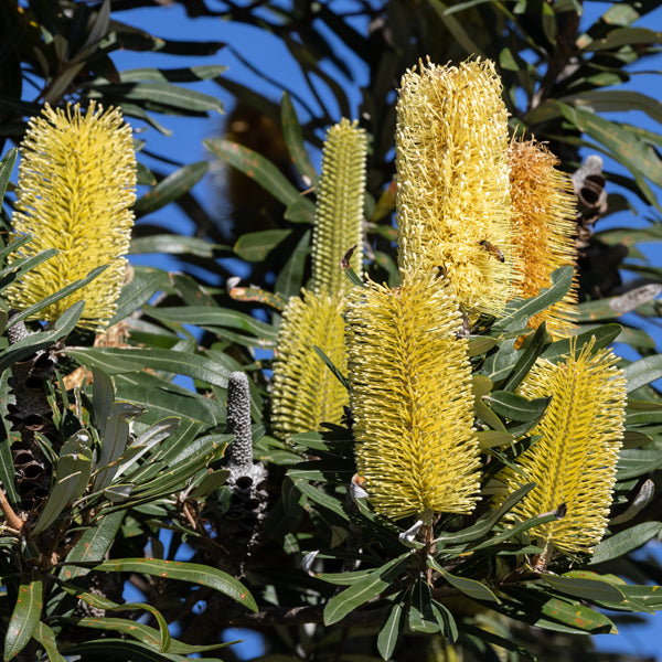 Yellow Banksia Flower seeds for Planting - Perfect for Borders, Heirloom & GMO Free Seeds for Home Garden
 
 Sale seeds for planting in home garden