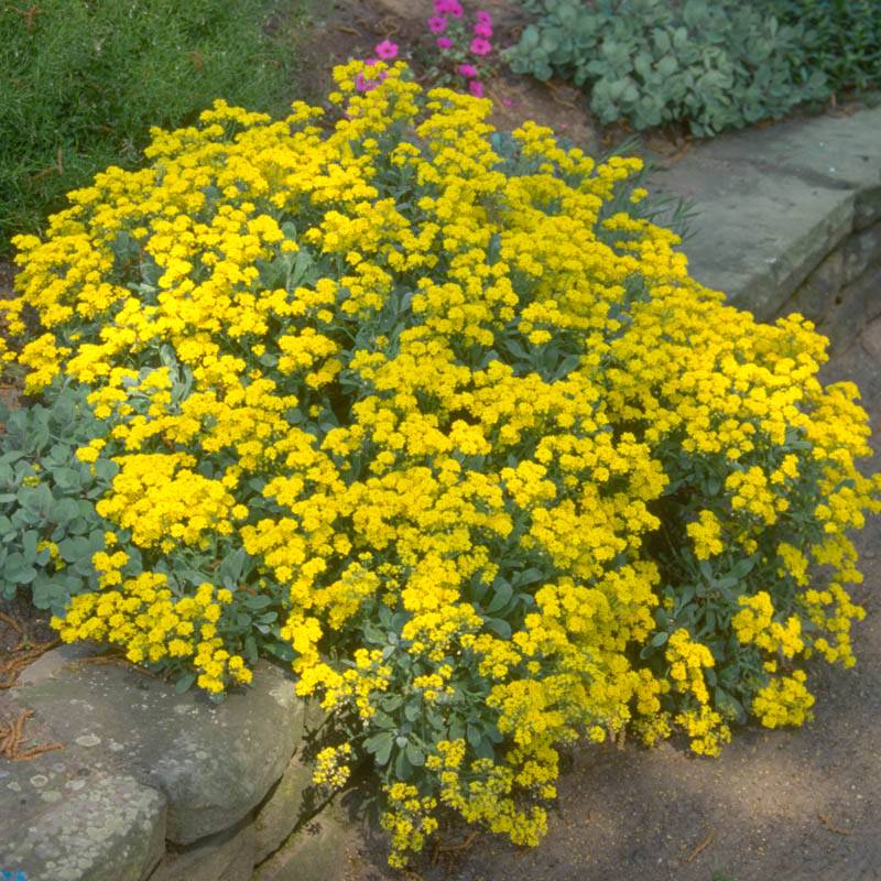 Yellow Aurinia Saxatilis Flower seeds for Planting - Drought Tolerant, Heirloom & GMO Free Seeds for Home Garden