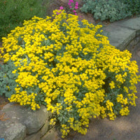 Yellow Aurinia Saxatilis Flower seeds for Planting - Drought Tolerant, Heirloom & GMO Free Seeds for Home Garden