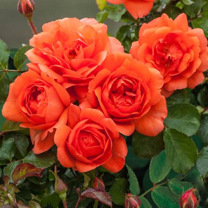 Dark Red Orange Rose Flower Seeds for Planting Heirloom NONGMO Seeds Easy to Grow Blooms Pollinator Friendly 
 
 Sale