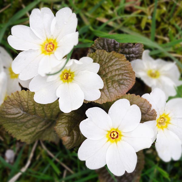 Light Yellow Primula Malacoides Flower seeds for Planting Perfect for Borders Heirloom & GMO Free Seeds for Home Garden
 
 Sale