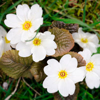 Light Yellow Primula Malacoides Flower seeds for Planting Perfect for Borders Heirloom & GMO Free Seeds for Home Garden
 
 Sale