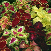 Coleus Flower seeds for Planting, Seasonal Bloomer Heirloom & GMO Free Seeds for Home Garden   Sale
