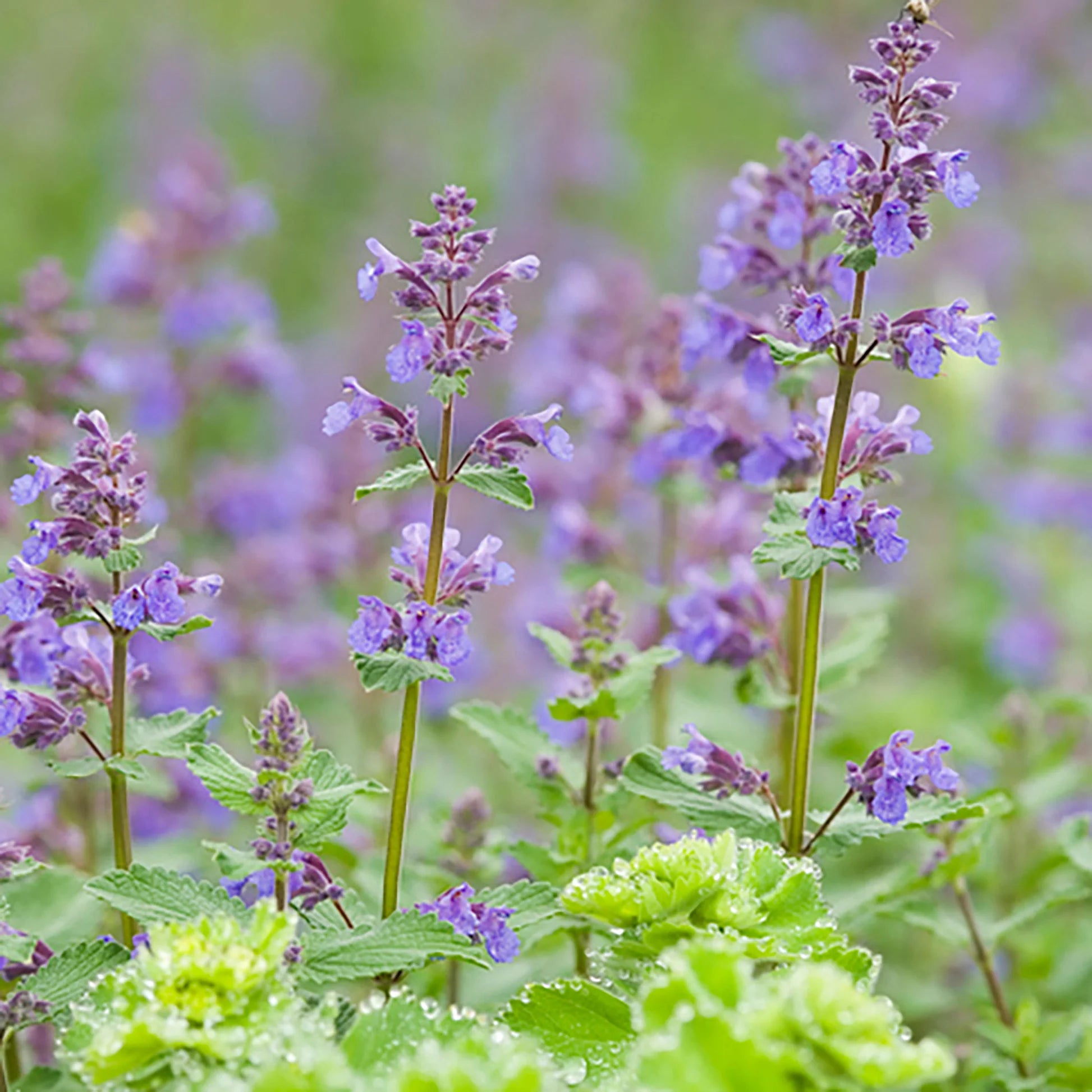 Catmint Flower seeds for Planting Seasonal Bloomer Heirloom & GMO Free Seeds for Home Garden