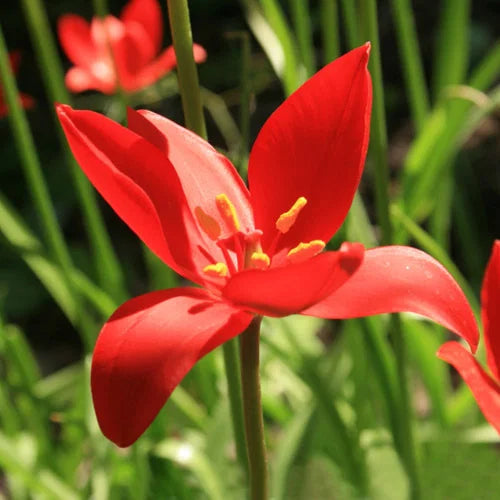 Sprengeri Flower seeds for Planting Perfect for Borders Heirloom & GMO Free Seeds for Home Garden