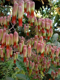 Kalanchoe Pinnata Flower seeds for Planting Pollinator Friendly Heirloom & GMO Free Seeds for Home Garden 
 
 Sale