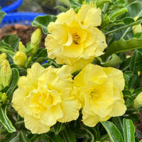 Pale Yellow Adenium Obesum Seeds – Heirloom & NonGMO Desert Rose for Home Gardens
 
 Sale