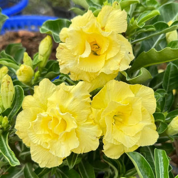 Pale Yellow Adenium Obesum Seeds – Heirloom & NonGMO Desert Rose for Home Gardens
 
 Sale