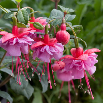 Double Petals Fuchsia Flower seeds for Planting - Cut Flower Favorite, Heirloom & GMO Free Seeds for Home Garden