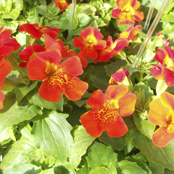 Mimulus Flower seeds for Planting Sun Loving Heirloom & GMO Free Seeds for Home Garden