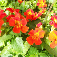 Mimulus Flower seeds for Planting Sun Loving Heirloom & GMO Free Seeds for Home Garden