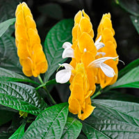 White Yellow Pachystachys Flower seeds for Planting Fragrant Blossoms Heirloom & GMO Free Seeds for Home Garden 
 
 Sale