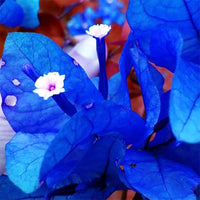 Blue Bougainvillea Flower seeds for Planting - Sun Loving, Heirloom & GMO Free Seeds for Home Garden
