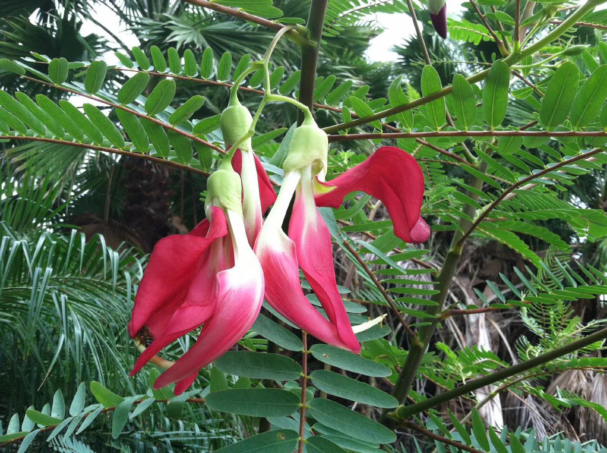 Pink Sesbania Grandiflora Flower seeds for Planting Easy to Grow Heirloom & GMO Free Seeds for Home Garden
 
 Sale