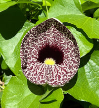 Aristolochia Elegans Flower seeds for Planting Hardy Variety Heirloom & GMO Free Seeds for Home Garden