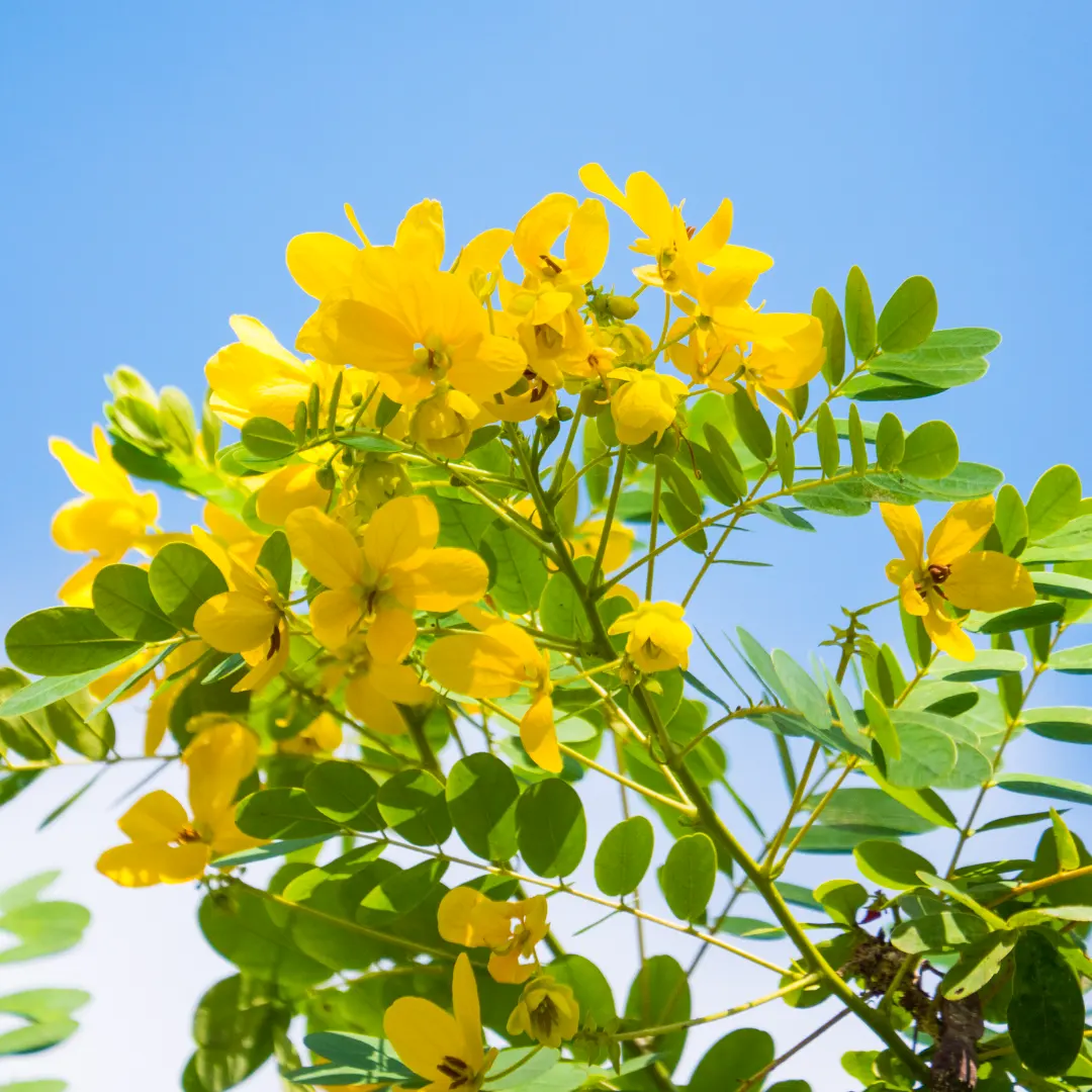 Cassia Flower seeds for Planting Hardy Variety Heirloom & GMO Free Seeds for Home Garden