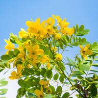 Cassia Flower seeds for Planting Hardy Variety Heirloom & GMO Free Seeds for Home Garden