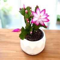 Purple Schlumbergera Flower seeds for Planting - Colorful Display, Heirloom & GMO Free Seeds for Home Garden