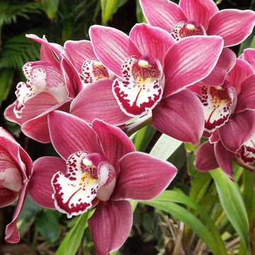 Cymbidium Flower Planting Seeds for Stunning Orchids