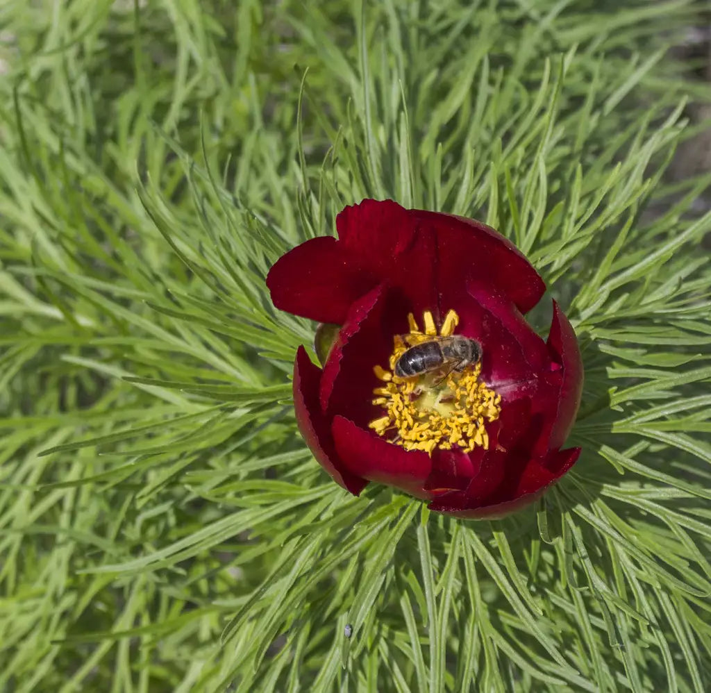 Tenuifolia Flower seeds for Planting Seasonal Bloomer Heirloom & GMO Free Seeds for Home Garden 
 
 Sale