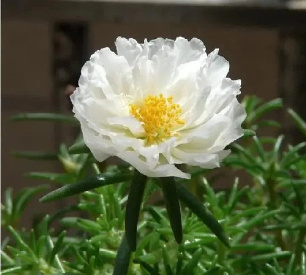 White Portulaca Flower seeds for Planting - Hardy Variety, Heirloom & GMO Free Seeds for Home Garden