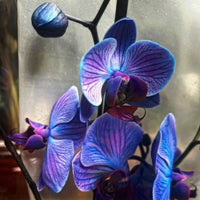 Blue-Purple Phalaenopsis Orchid Seeds Flower seeds for Planting - Perfect for Borders, Heirloom & GMO Free Seeds for Home Garden