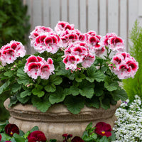 Queling Geranium Flower seeds for Planting, Premium Quality Heirloom & GMO Free Seeds for Home Garden