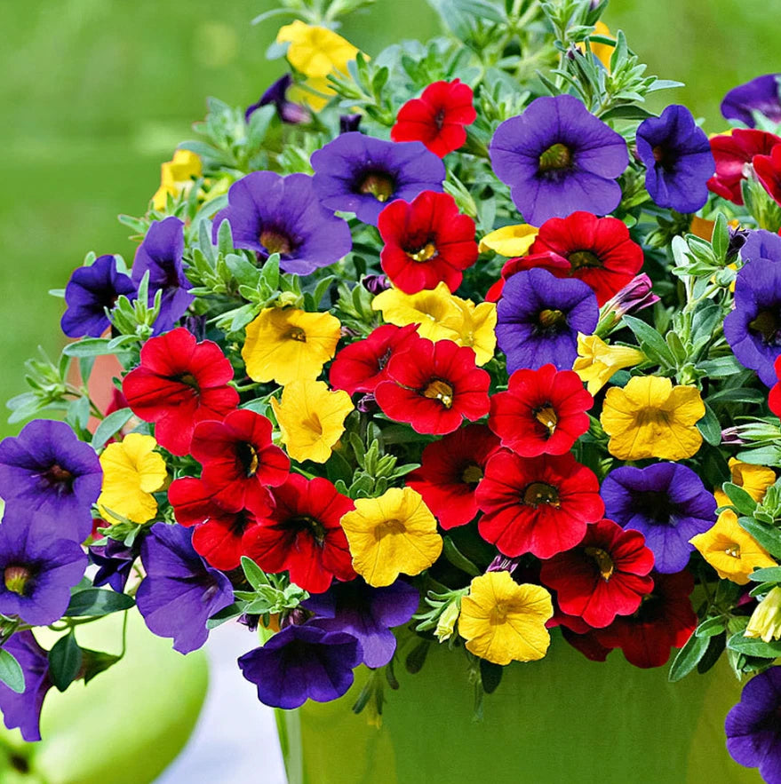 Mixed Calibrachoa Flower seeds for Planting Perfect for Borders Heirloom & GMO Free Seeds for Home Garden 
 
 Sale