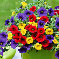 Mixed Calibrachoa Flower seeds for Planting Perfect for Borders Heirloom & GMO Free Seeds for Home Garden 
 
 Sale