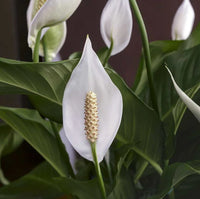 Spathiphyllum Flower seeds for Planting Cottage Garden Essential Heirloom & GMO Free Seeds for Home Garden