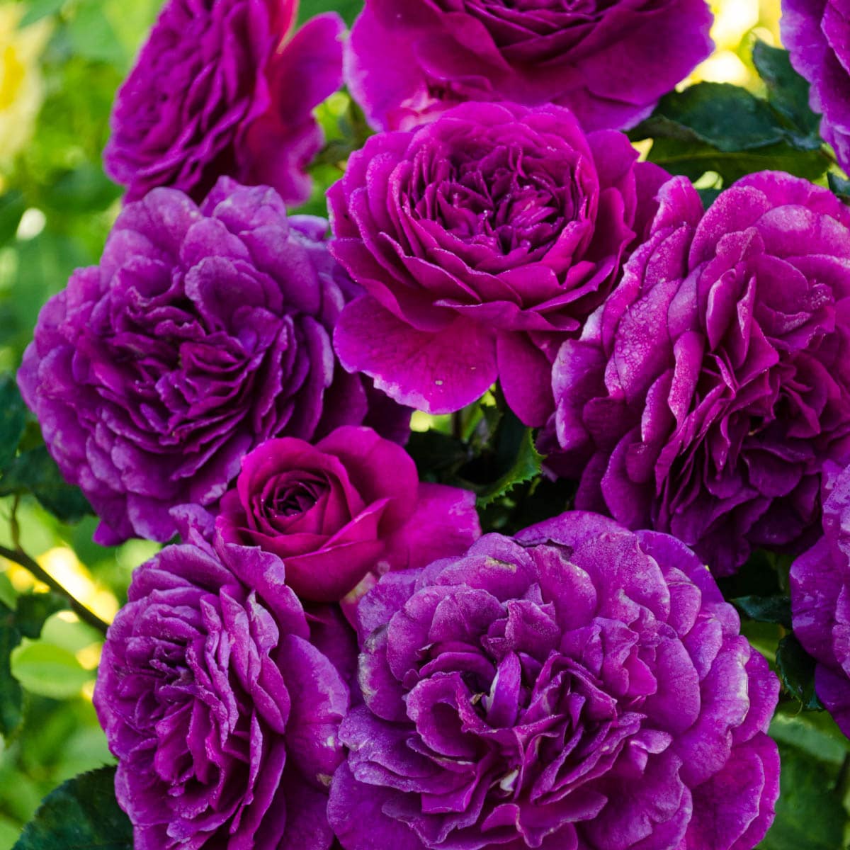 Purple Climbing Rose Seeds Flower seeds for Planting Low Maintenance Heirloom & GMO Free Seeds for Home Garden
