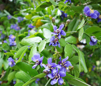 Blue Lignum Vitae Flower seeds for Planting - Wildflower Mix, Heirloom & GMO Free Seeds for Home Garden