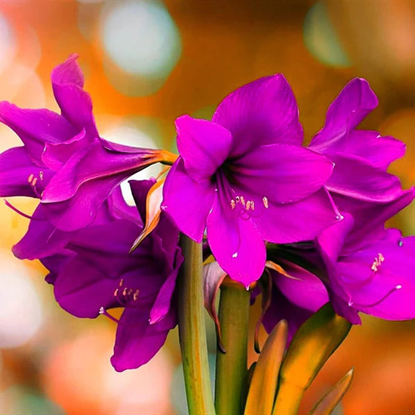 Purple Echte Amaryllis Flower seeds for Planting - Low Maintenance, Heirloom & GMO Free Seeds for Home Garden